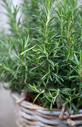 Anak pokok, Rosemary live plant, Herb plant, Lazada HD phone wallpaper