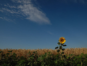 The Last Autumn Flower, art , field, alone, autumn, beautiful, sunnflower HD wallpaper