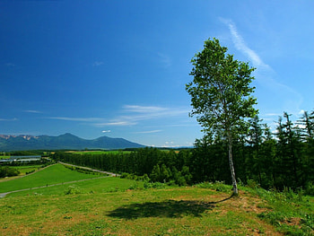 wild field , landscape, nature HD wallpaper