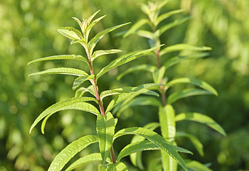 Lemon verbena Petitti Garden Centers, Lemon-scented herb, Gardening, Plant care HD wallpaper