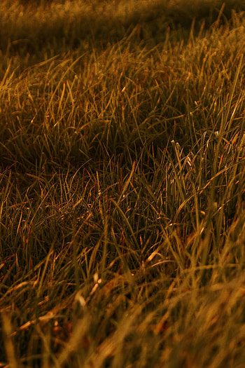 Nature, Grass, Leaves, Plant HD phone wallpaper