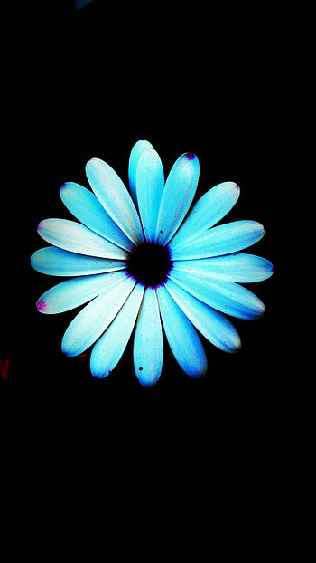 Blue Daisy, blue, daisy, earth, nature, flower HD phone wallpaper
