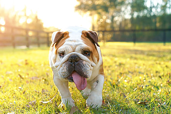 Bulldog, Bulldog portrait, Expert HD wallpaper