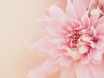 A delicate close-up of a pink dahlia flower showcasing its soft petals and natural beauty. HD wallpaper