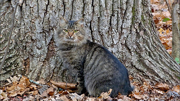 Yellow Eyes Black White Cat Is Sitting On Dry Leaves In Tree Trunk Background Cute Cat HD wallpaper