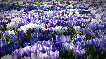 Flowers, Field, Garden, Crocus HD wallpaper