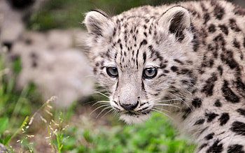 Snow Leopard Cub II, sweet, leopard, cub, graphy, animals, snow, cats, cute HD wallpaper