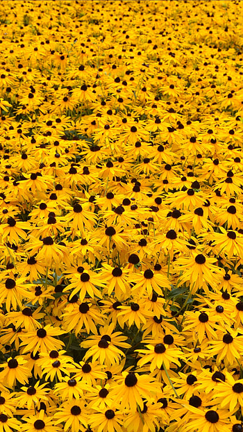 A Yellow, Yellow, Flowers, Garden HD phone wallpaper