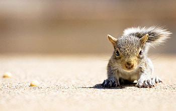 Chickaree, Squirrels HD wallpaper