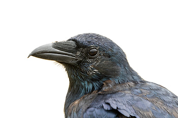 Crow illustrations, Crow , Wikimedia commons HD wallpaper