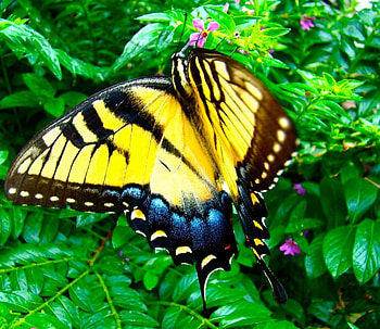 butterfly, swallow tail, nature, wild HD wallpaper