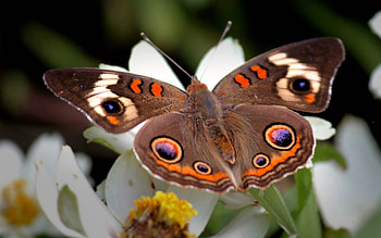 Patterns, Flower, Macro, Butterfly, Wings, Wave, Sweep HD wallpaper