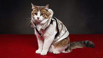 Stylish Cat in Ultra, cat, cute, Animal, cute cat HD wallpaper