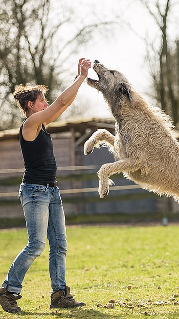 Huge Dog Breeds, Irish Wolfhound HD phone wallpaper