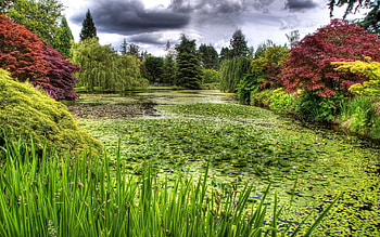 Nature, Trees, Grass, Swamp HD wallpaper
