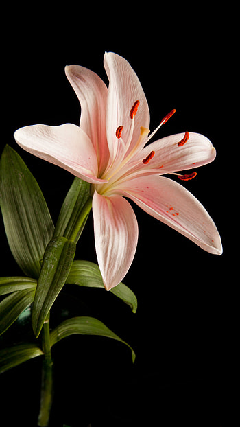 Pink Lily, Amazing Flower Background HD phone wallpaper