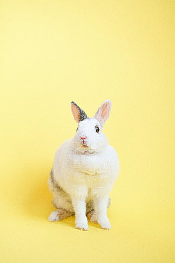 Cute white rabbit sitting against a vibrant yellow background, studio shot. HD phone wallpaper