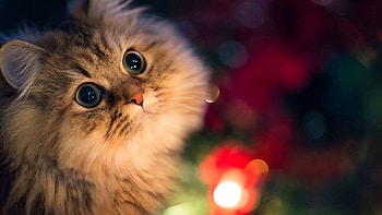 Animals, Cat, Fluffy, Muzzle, Dark Background, Beautiful HD wallpaper