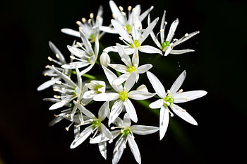 Ramson Blossoms, white, black, blooms, wild garlic HD wallpaper