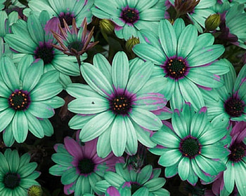 Lovely Flowers, nature, flowers, bloom, petals HD wallpaper