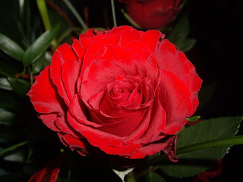 Rose, nature, red, flower HD wallpaper