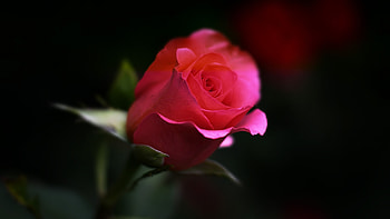 Rose Flower, flowers, rose HD wallpaper