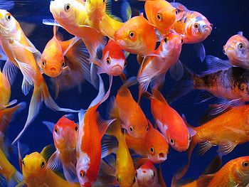 Goldfish, Multitude of fish, Aquatic diversity, Beautiful underwater scenery HD wallpaper