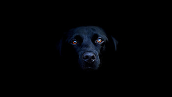 Black labrador charm, wonder, Canine beauty, Mesmerizing HD wallpaper