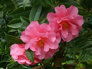 Pink Camellias, pink, leaves, camellias, flower HD wallpaper