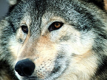 Wild Gaze, dog, wolves, animals, grey wolf, gaze, predator HD wallpaper
