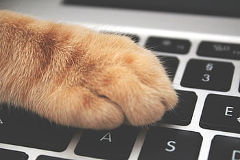 A fluffy orange cat paw rests on a black computer keyboard, symbolizing tech and pets merging. HD wallpaper