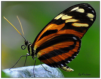 Butterfly wings, wings, golden helicon, black, butterfly, yellow, orange HD wallpaper