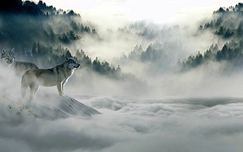 Best wolf , Breathtaking visuals, Striking compositions, Awe-inspiring creature HD wallpaper