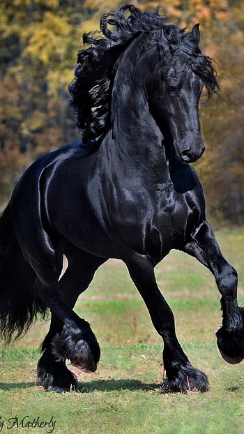 Black Horse, Dark Black HD phone wallpaper