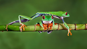 Red Eyed Tree Frog In Green Background Frog HD wallpaper