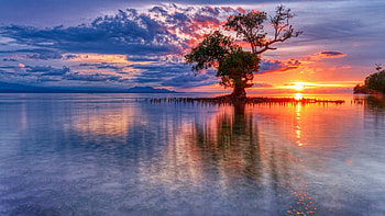 Sunset at the Sea, Indonesia, water, reflections, tree, colors, clouds, sky HD wallpaper