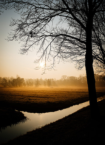 Trees, Dawn, Dark, Fog, Channel HD phone wallpaper