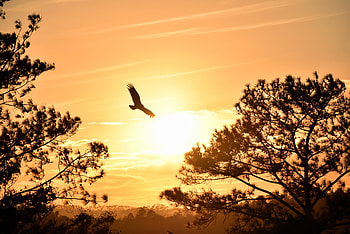 Eagle Flying Towards Sunset , eagle, sunset, graphy HD wallpaper
