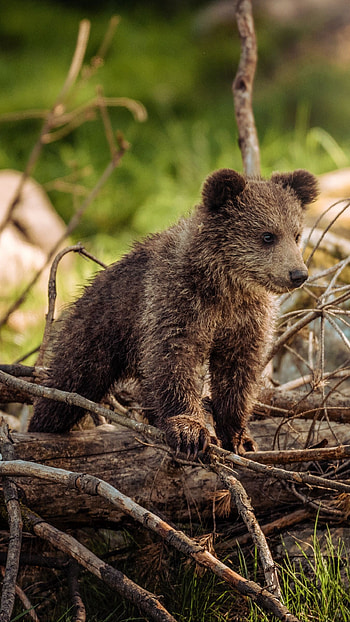 Playful bear cubs, Nature's innocence, Cute wildlife, Captivating expressions HD phone wallpaper