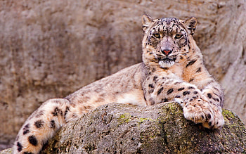 Animals, Snow Leopard, Rock, Sit, Stone, Waiting, Expectation HD wallpaper