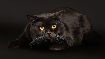 Animals, Cats HD wallpaper