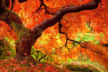 Autumn Tree, autumn, beautiful, , tree HD wallpaper