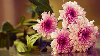 Beautiful Flowers, pink, nature, flowers, bloom HD wallpaper