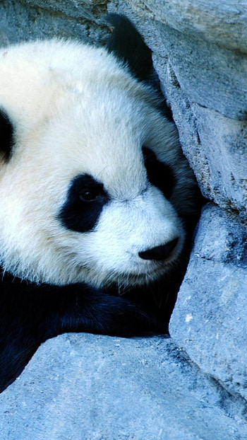 panda, wall, sadness, baby HD phone wallpaper