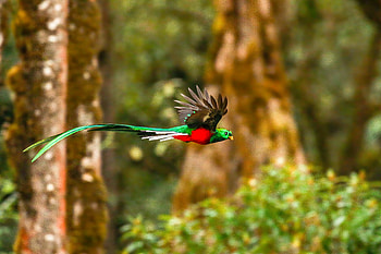 Resplendent Quetzal , resplendent-quetzal, birds HD wallpaper