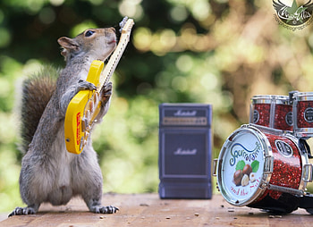 Guitarist, animal, max ellis, yellow, drum, cute, funny, squirrel HD wallpaper