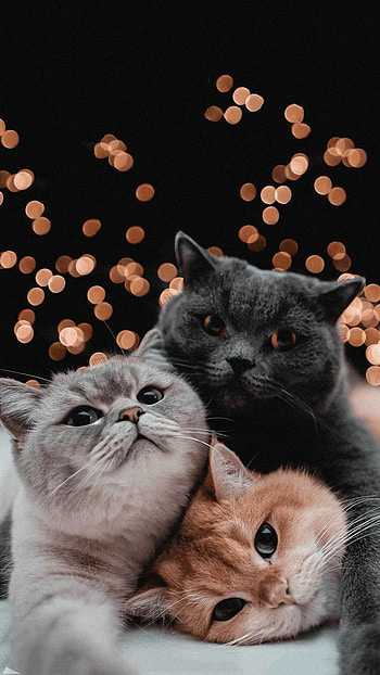 Cute, Tron Cat HD phone wallpaper