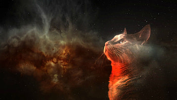 Nebula, Galaxy Cat HD wallpaper