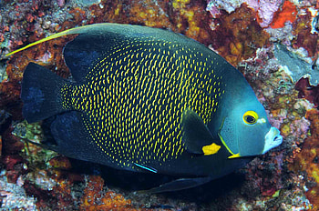 Angelfish, French Angelfish, , Baltana HD wallpaper