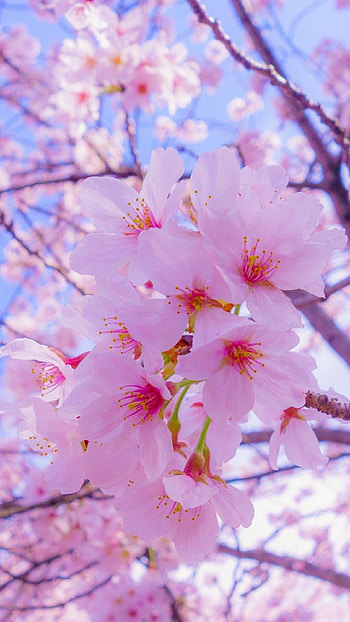 Spring, Pink Adorable Flower HD phone wallpaper